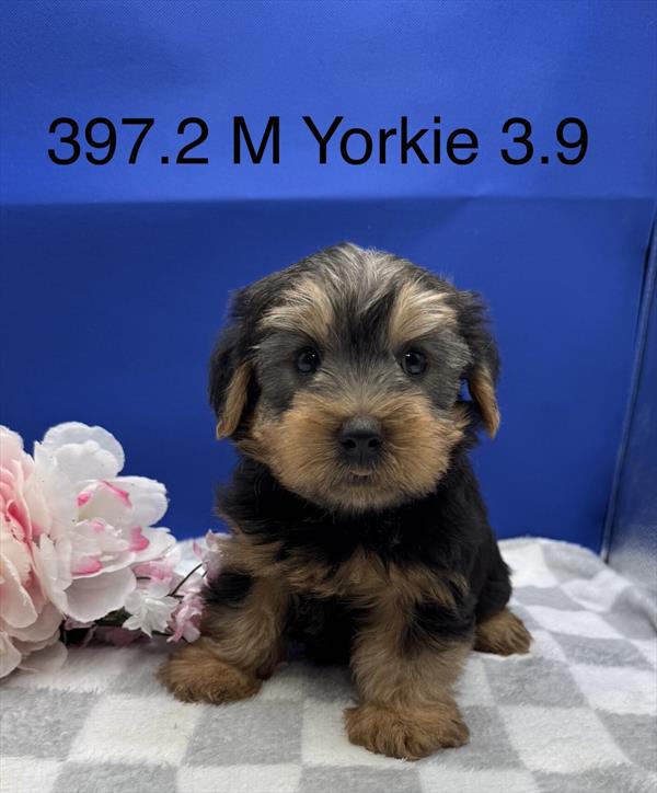 [#261397-02]  - Black / Tan M Yorkshire Terrier Puppies For Sale