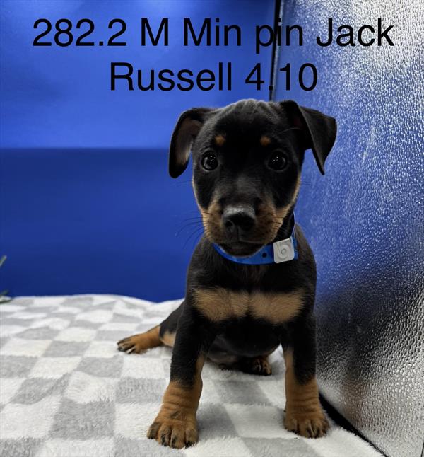 [#261282-02]  - Black / Tan M Miniature Pinscher/Jack Russell Terrier Puppies For Sale