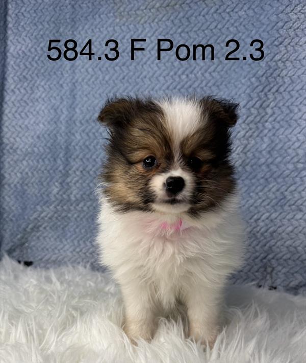 [#261584-03]  - Brown / White F Pomeranian Puppies For Sale