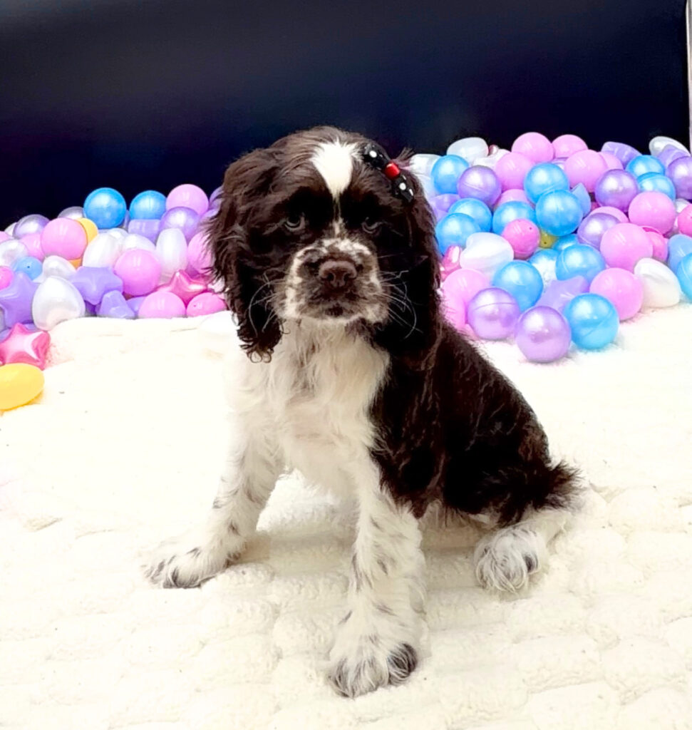 [#2677-04]  - Chocolate / White F Cocker Spaniel Puppies For Sale