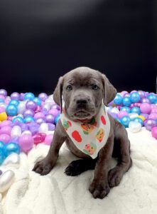 Petland Miami Cane Corso puppy available