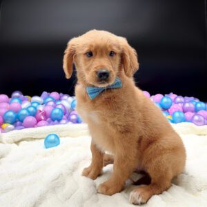 Petland Miami Golden Retriever puppy available