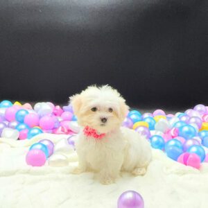 Petland Miami Maltese puppy available