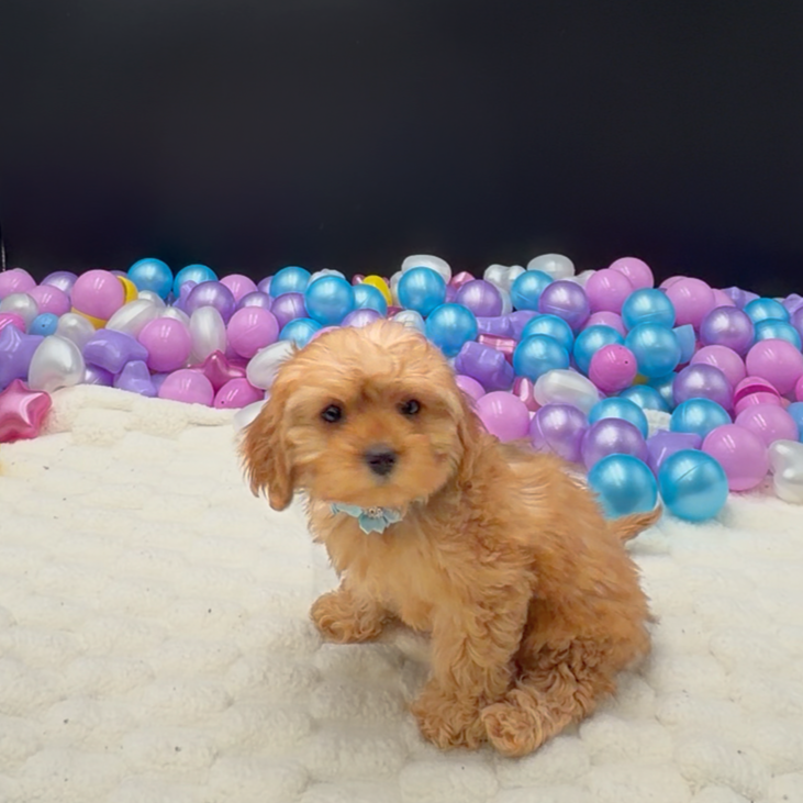 [#261290-05]  - Apricot F Cavapoo F1B Puppies For Sale
