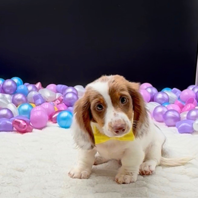 [#26410-01]  - Red / White M Dachshund Puppies For Sale
