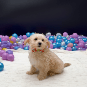 Petland Miami Maltipoo puppy available