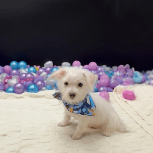 Petland Miami Maltese puppy available