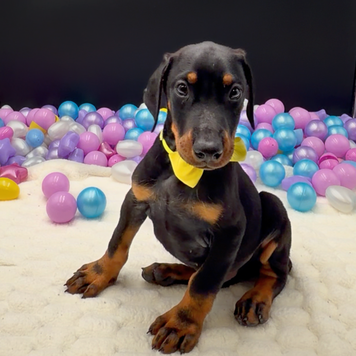 [#26176-01]  - Black / Rust M Doberman Pinscher Puppies For Sale