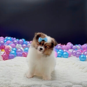 Petland Miami Pomeranian puppy available