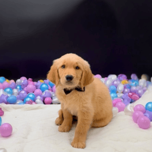 Petland Miami Golden Retriever puppy available
