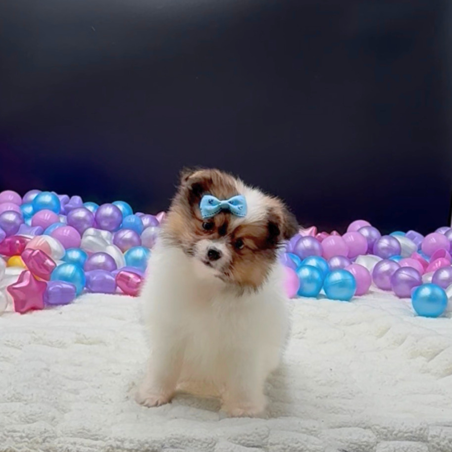 [#261584-03]  - Brown / White F Pomeranian Puppies For Sale