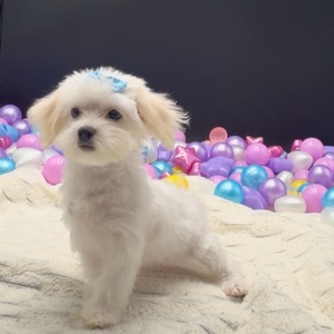 Petland Miami Maltese puppy available