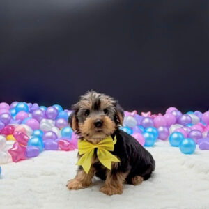 Petland Miami Yorkshire Terrier puppy available