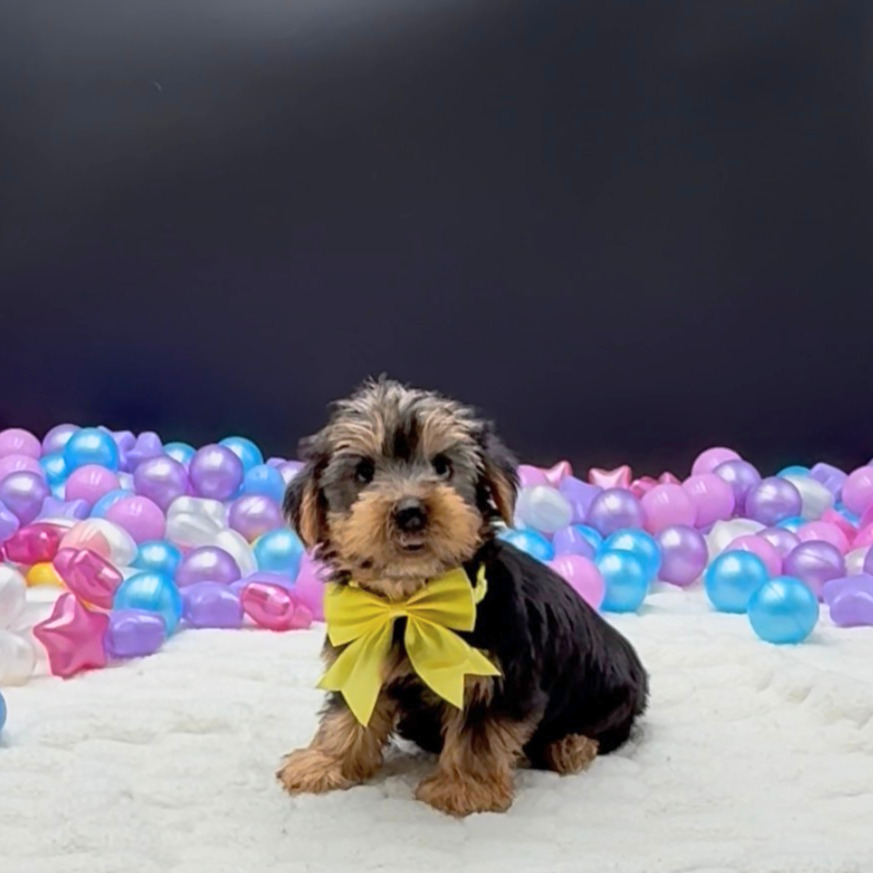 [#261397-02]  - Black / Tan M Yorkshire Terrier Puppies For Sale