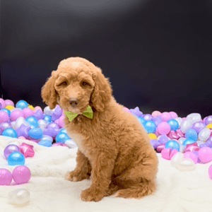 Petland Miami Goldendoodle puppy available