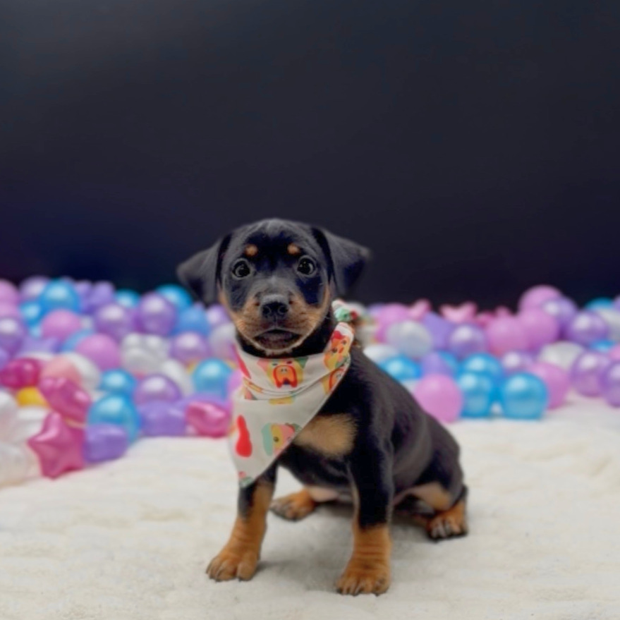 [#261282-02]  - Black / Tan M Miniature Pinscher/Jack Russell Terrier Puppies For Sale