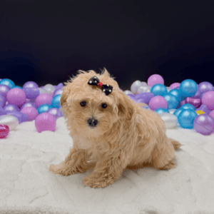 Petland Miami Maltipoo puppy available