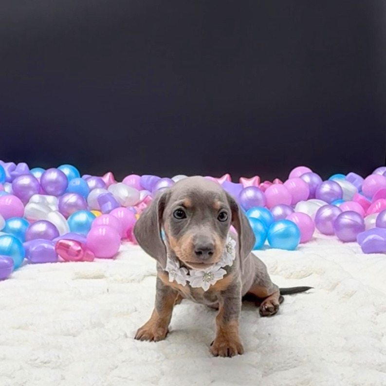 [#26402-02]  - Blue / Tan F Dachshund Puppies For Sale