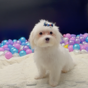 Petland Miami Maltese puppy available