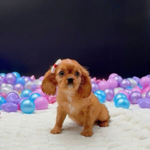 Petland Miami Cavalier King Charles Spaniel puppy available