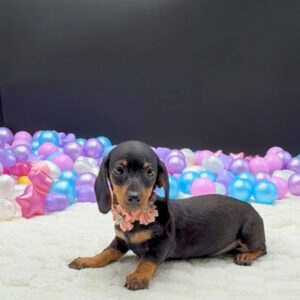 Petland Miami Dachshund puppy available