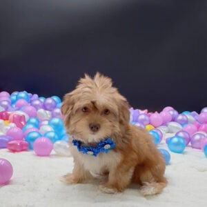 Petland Miami Morkie puppy available