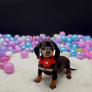 Petland Miami Dachshund puppy available