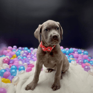Petland Miami Cane Corso puppy available