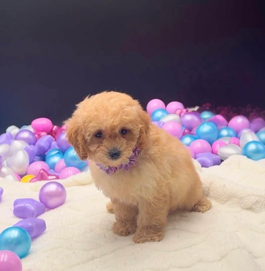 [#26467-02]  - Cream M Poodle Mini Puppies For Sale