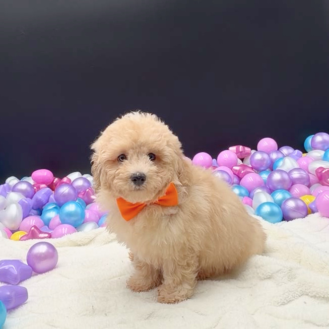 [#2698-01]  - Apricot M Poodle Toy Puppies For Sale