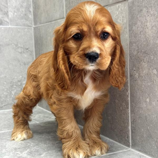 [#26311-02]  - Red F Cocker Spaniel Puppies For Sale