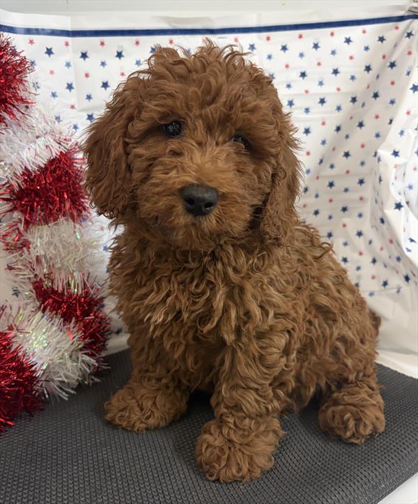 [#2662-02]  - Red F Goldendoodle Min Puppies For Sale
