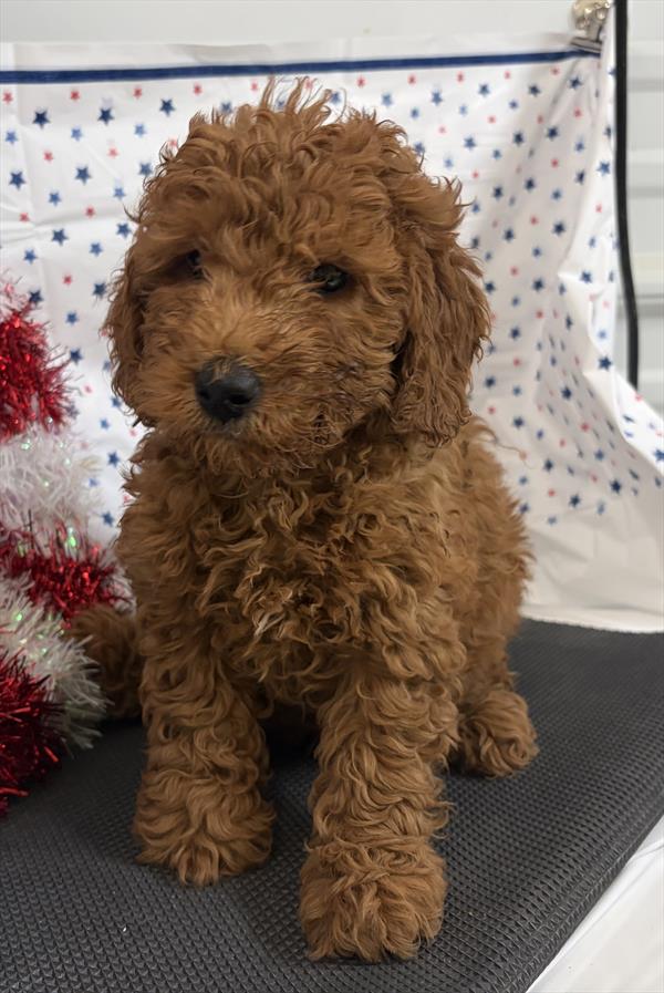 [#2662-03]  - Red F Goldendoodle Min Puppies For Sale