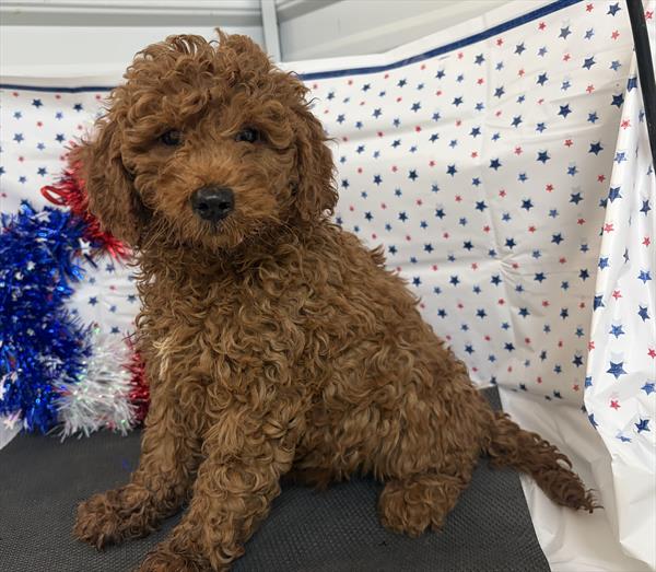[#2662-05]  - Red F Goldendoodle Min Puppies For Sale