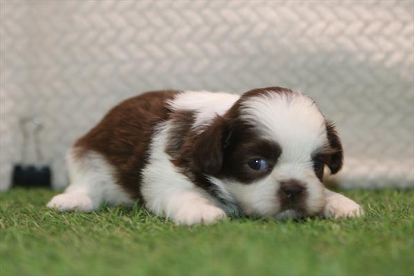 [#261367-05]  - Chocolate / White F Shih Tzu Puppies For Sale
