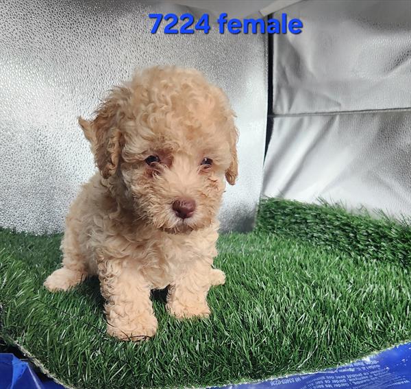 [#26400-02]  - Apricot F Poodle Mini Puppies For Sale