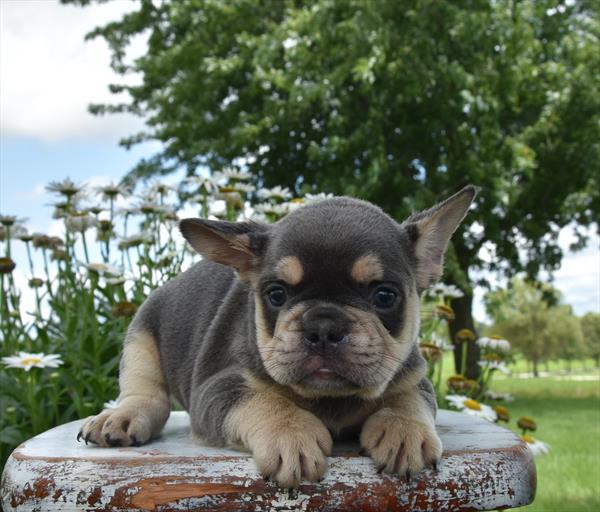[#264-03]  - Blue M French Bulldog Puppies For Sale