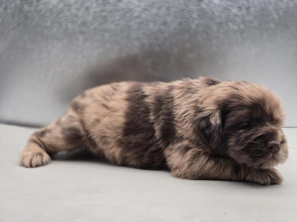 [#2682-08]  - Chocolate Merle F Hippo Mini Puppies For Sale