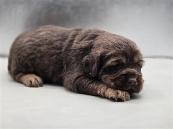 [#2682-06]  - Chocolate / Tan M Hippo Mini Puppies For Sale