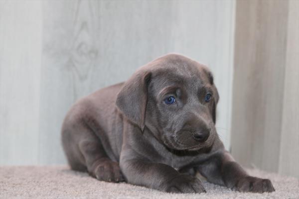 [#26218-03]  - Blue M Weimaraner Puppies For Sale