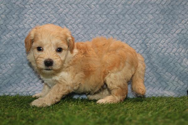 [#261297-01]  - Tan M Maltipoo Puppies For Sale
