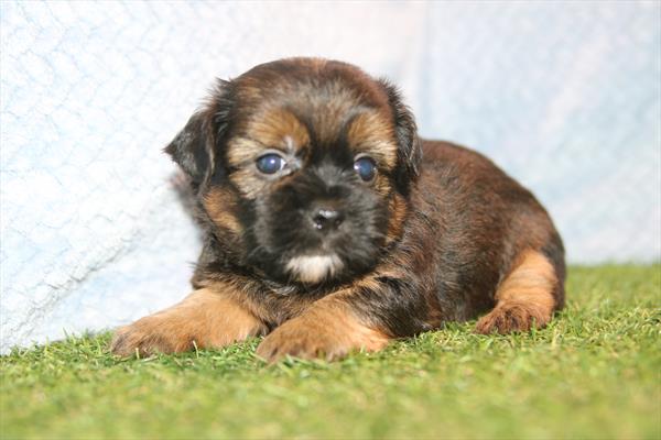 [#261323-02]  - Brindle M Shorkie Puppies For Sale