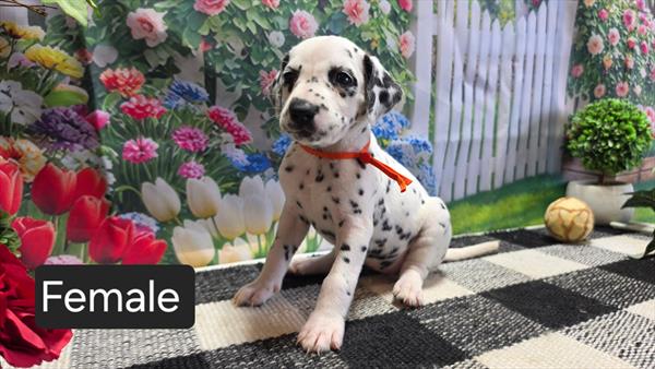 [#26422-03]  - White / Black F Dalmatian Puppies For Sale