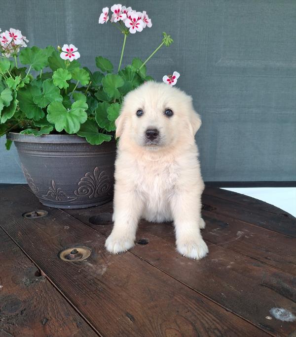 [#26418-08]  - White F Great Pyrenees Puppies For Sale