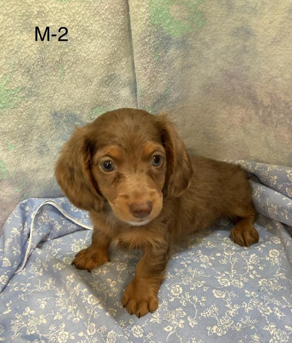 [#26392-02]  - Chocolate / Tan M Dachshund Puppies For Sale