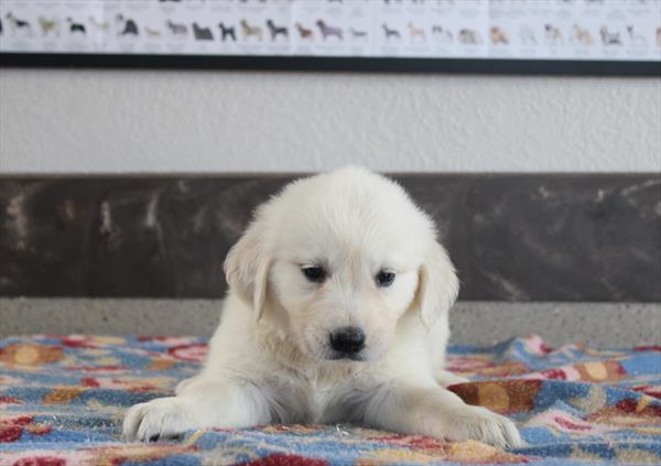 [#261669-04] Nala - Light Golden F Golden Retriever Puppies For Sale