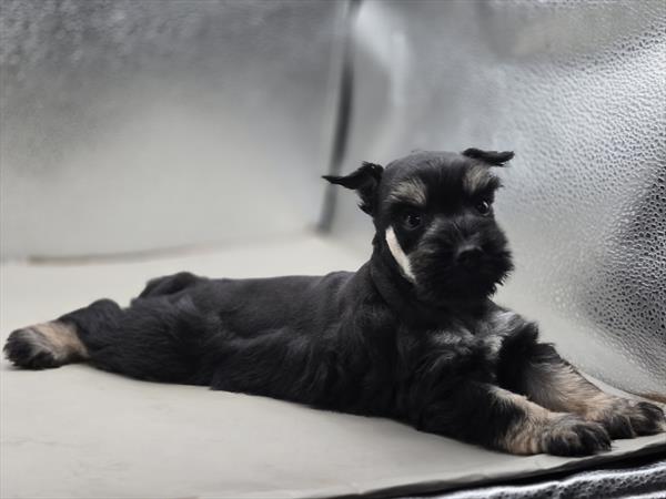 [#2677-05]  - Black Silver F Miniature Schnauzer Puppies For Sale