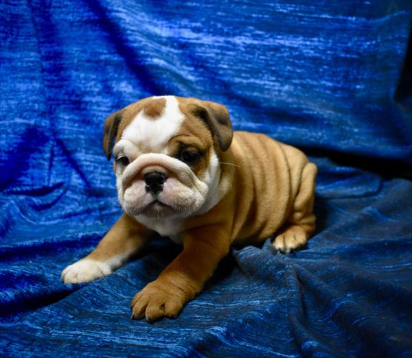 [#26114-04]  - Red / White F Bulldog Puppies For Sale