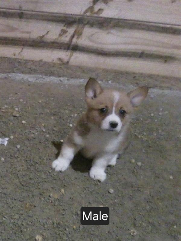 [#26432-02]  - Sable / White M Pembroke Welsh Corgi Puppies For Sale