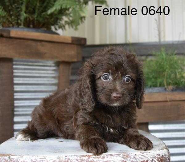 [#26433-04]  - Chocolate F Cockapoo Puppies For Sale